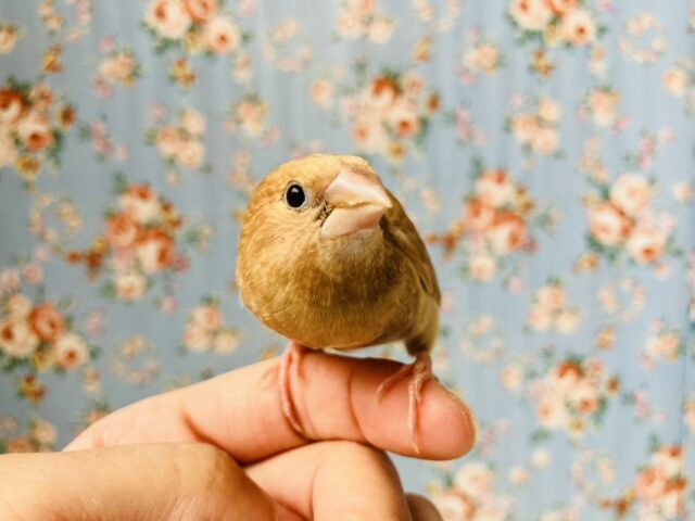 十姉妹（ジュウシマツ）