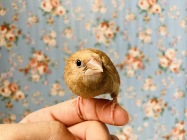 十姉妹（ジュウシマツ）