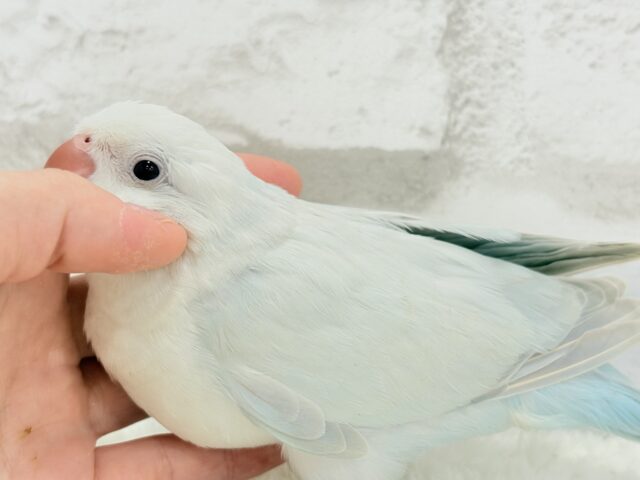 オキナインコ