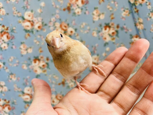 十姉妹（ジュウシマツ）