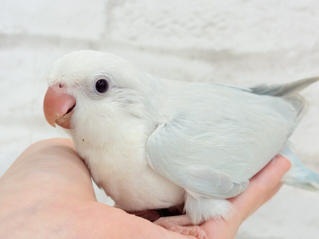 オキナインコ