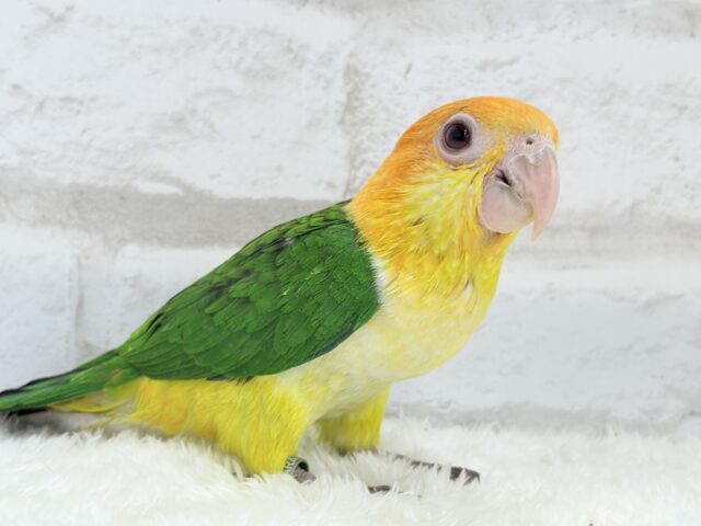 シロハラインコ