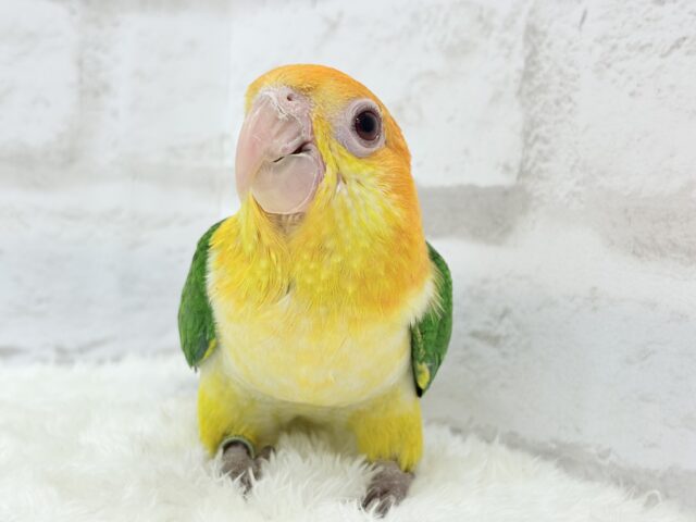 シロハラインコ