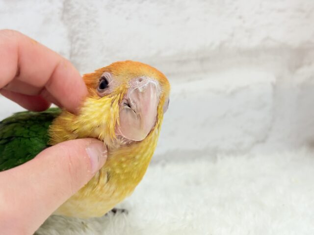 シロハラインコ