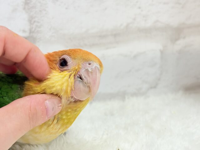 シロハラインコ