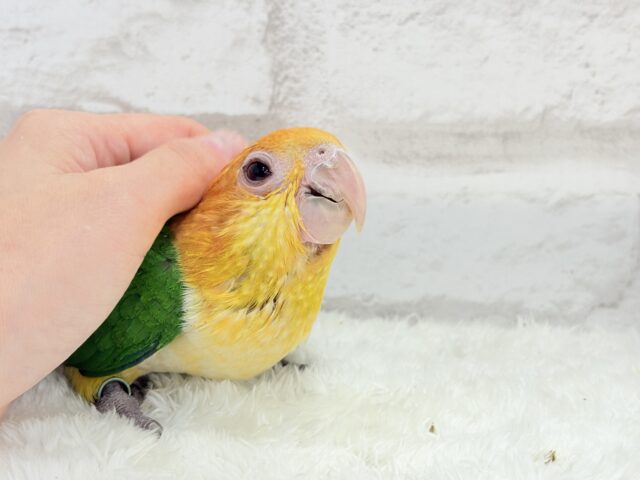 シロハラインコ