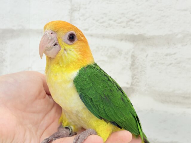 シロハラインコ