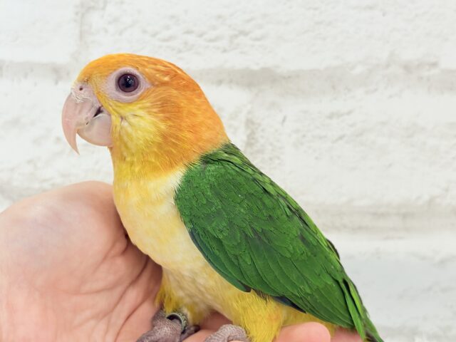 シロハラインコ