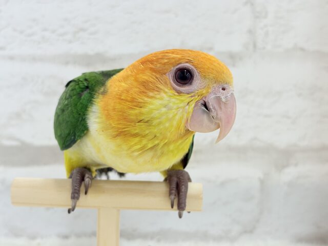 シロハラインコ
