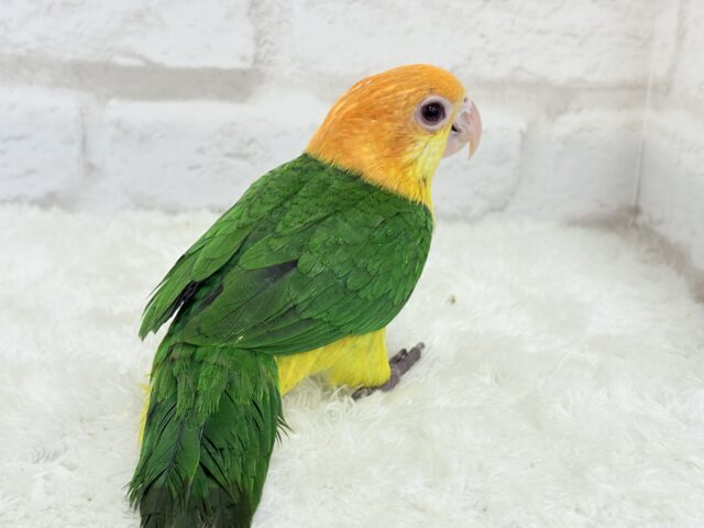 シロハラインコ