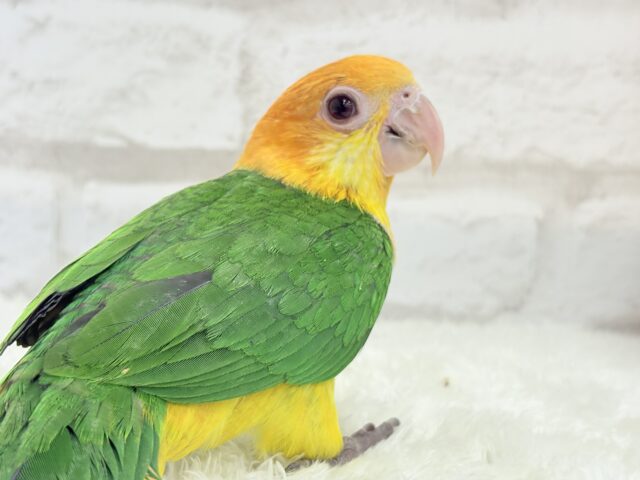 シロハラインコ