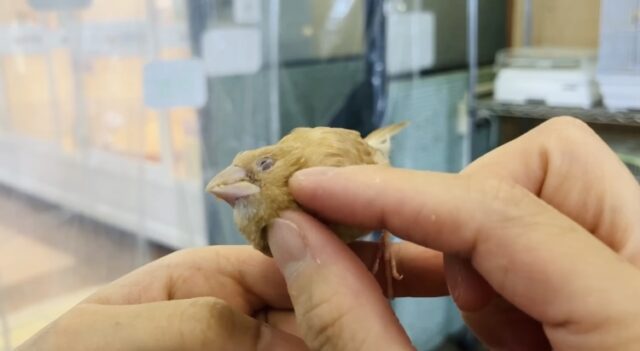 十姉妹（ジュウシマツ）