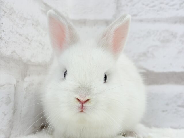 ネザーランドドワーフ