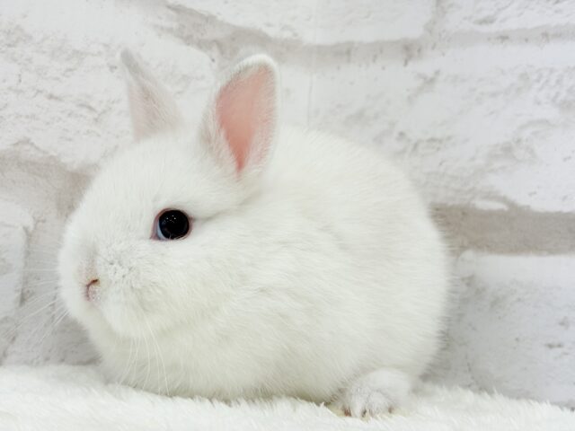 ネザーランドドワーフ