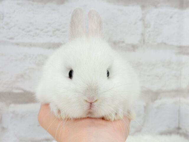 ネザーランドドワーフ