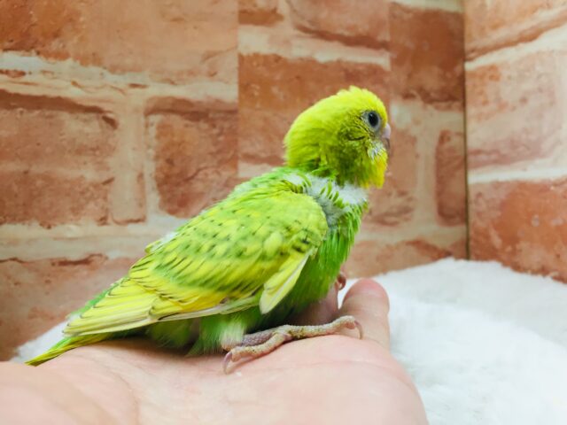 セキセイインコ