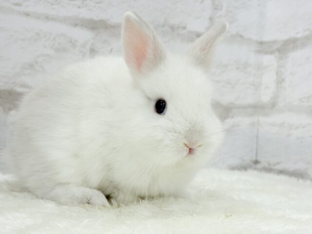 ネザーランドドワーフ