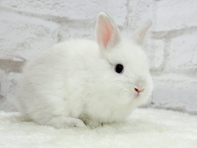 ネザーランドドワーフ