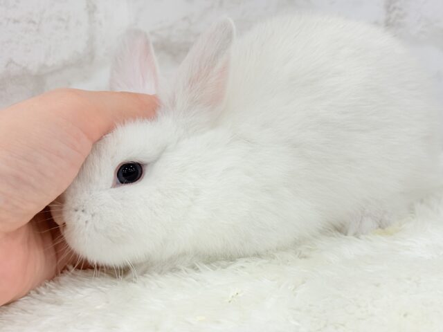 ネザーランドドワーフ