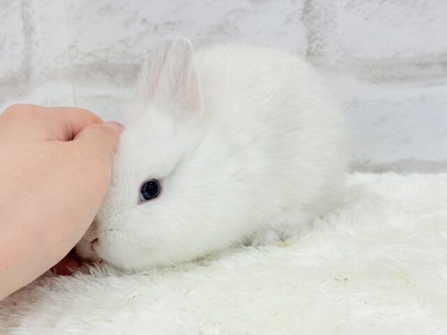 ネザーランドドワーフ