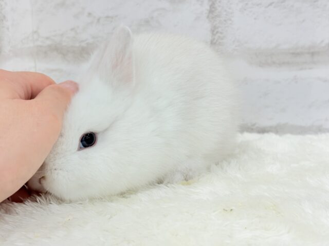 ネザーランドドワーフ