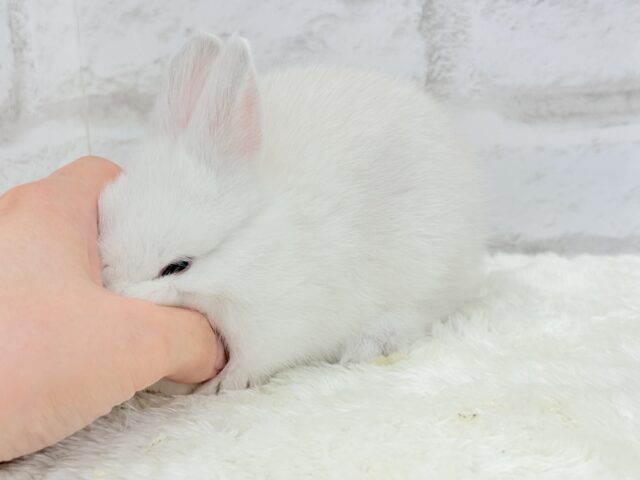 ネザーランドドワーフ