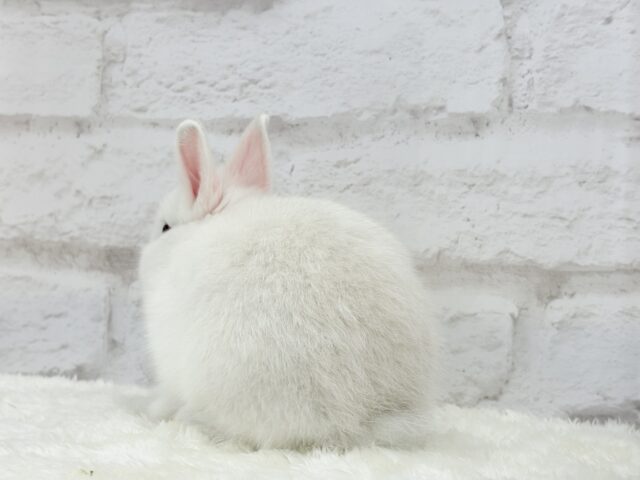 ネザーランドドワーフ