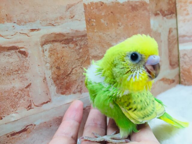セキセイインコ
