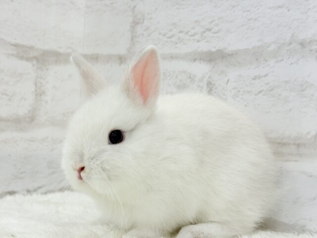 ネザーランドドワーフ