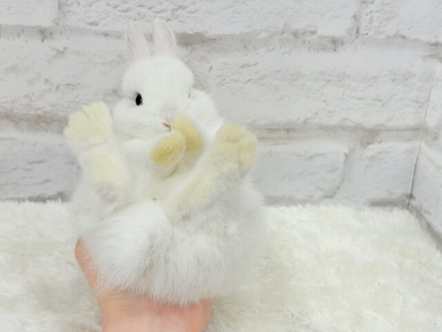 ネザーランドドワーフ