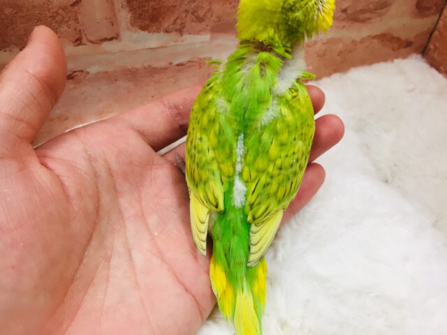 セキセイインコ