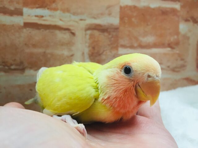 コザクラインコ（小桜インコ）