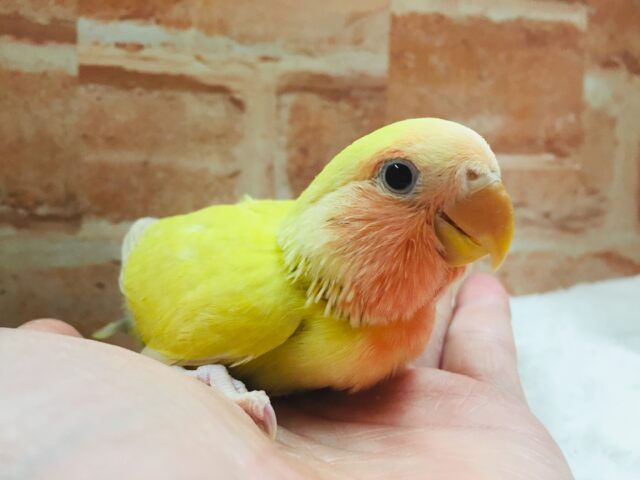 まさに“小さな太陽”🌞🌞　コザクラインコ（ゴールデン系）