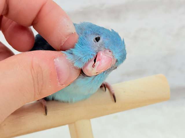 幸せの青い鳥🐥💙マメルリハ(ブルー) 女の子