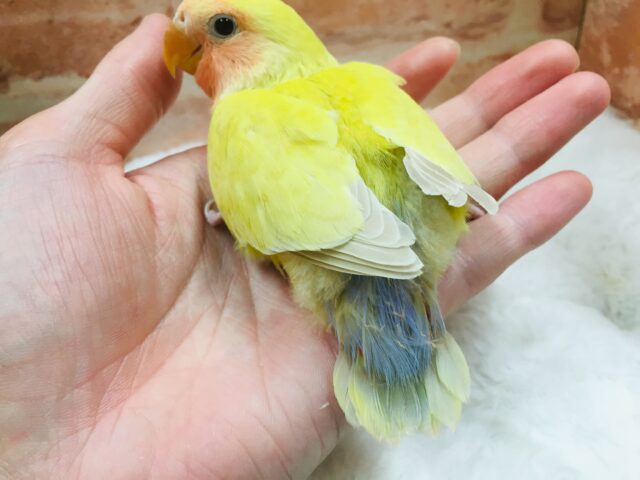 コザクラインコ（小桜インコ）