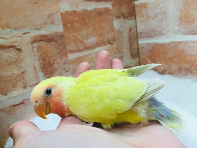 コザクラインコ（小桜インコ）