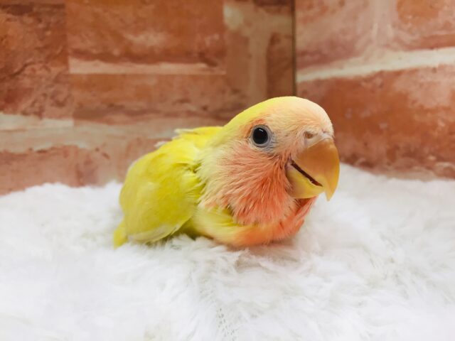 コザクラインコ（小桜インコ）