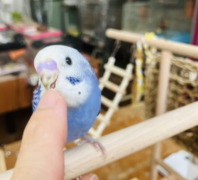 かわいくてかわいくてメロメロです❤︎•͈ᴗ•͈ ベタなれセキセイちゃん💟🕊️