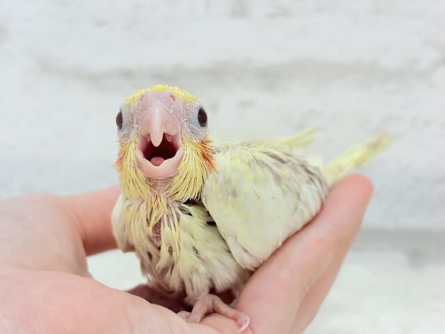 オカメインコ