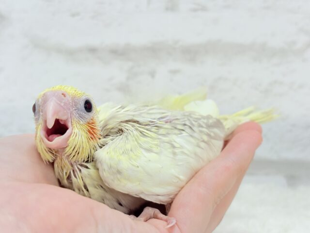 オカメインコ