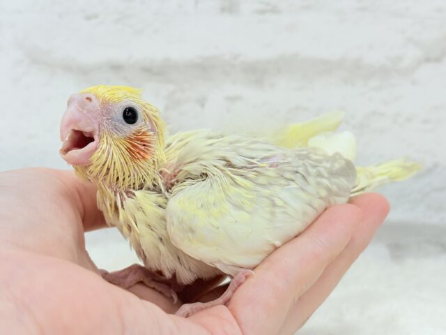 オカメインコ