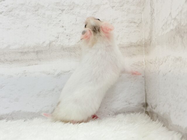 ゴールデンハムスター