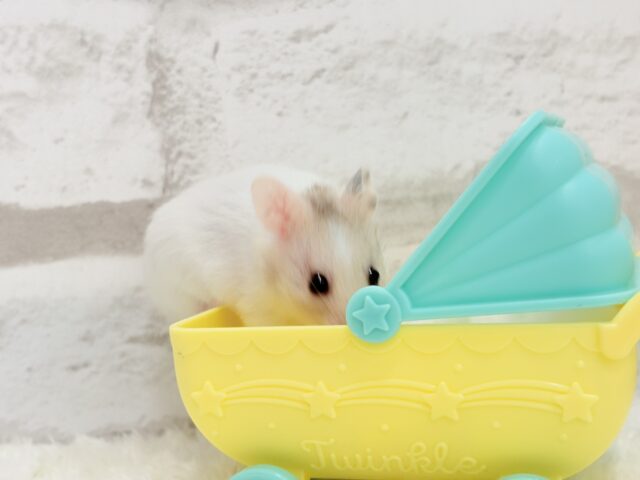 ゴールデンハムスター