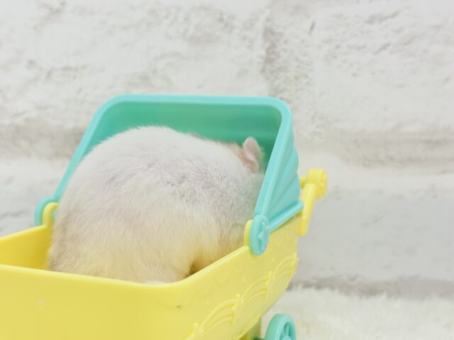 ゴールデンハムスター