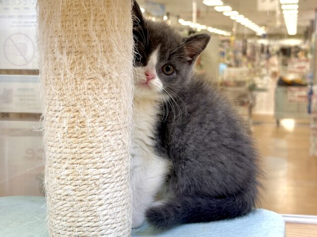 スコティッシュフォールド