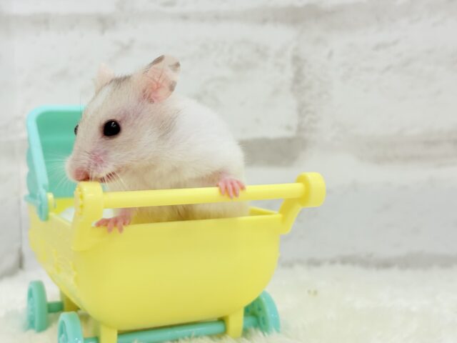 ゴールデンハムスター