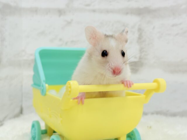 ゴールデンハムスター