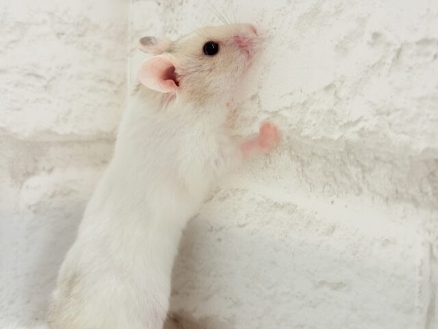 ゴールデンハムスター