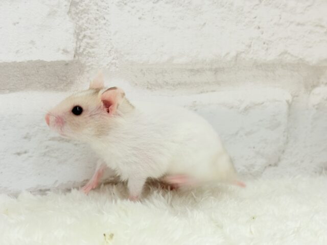 ゴールデンハムスター