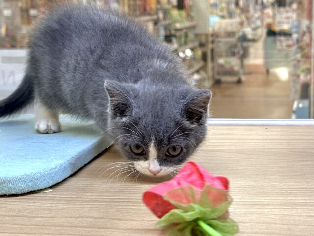 スコティッシュフォールド